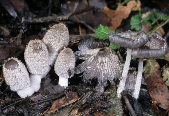 Белый волосатый гриб (73 фото)