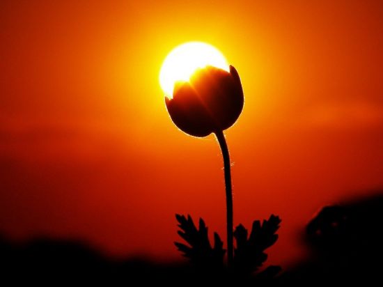 Цветы на закате солнца (70 фото)