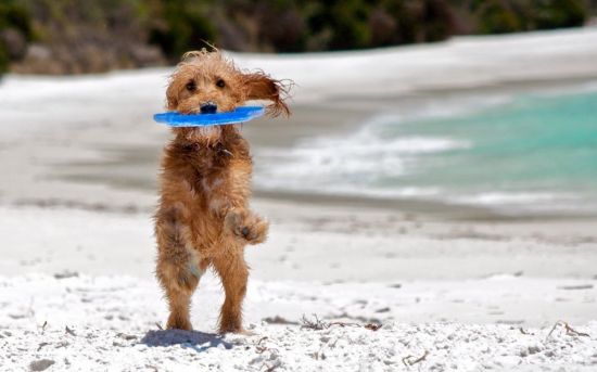 Собака на пляже (70 фото)
