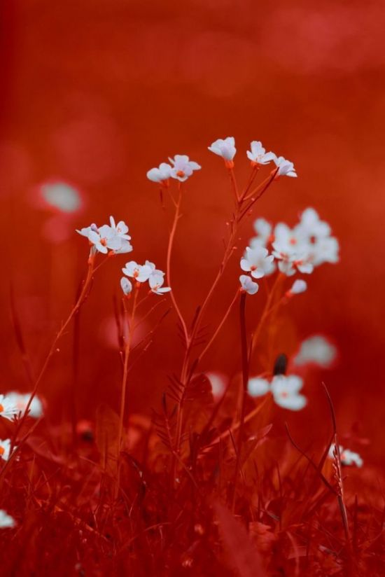 Красные полевые цветы (73 фото)