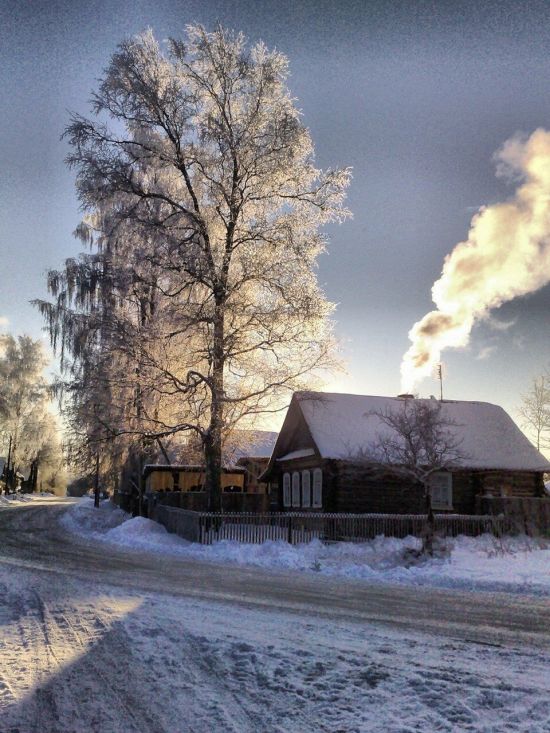 Береза зимой в деревне (74 фото)