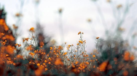 Полевые цветы в тумане (73 фото)