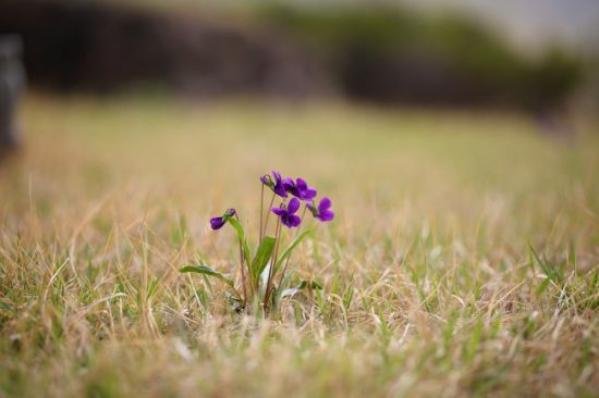 Маленькие фиолетовые цветочки полевые (64 фото)