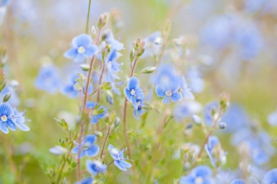 Синенькие полевые цветы (75 фото)