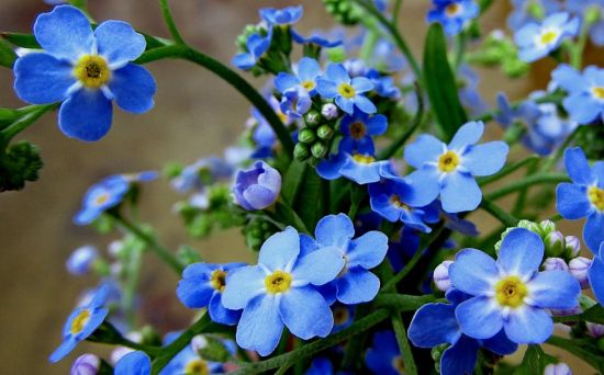 Синие цветочки полевые (73 фото)