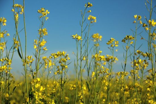 Желтенькие цветочки полевые (77 фото)