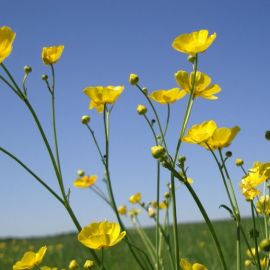 Желтые луговые цветы лютик (69 фото)