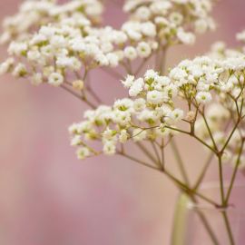 Маленькие белые полевые цветы (74 фото)