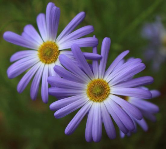 Ромашки полевые фиолетовые (70 фото)