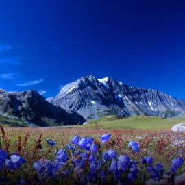 Альпийские луга адыгея (68 фото)