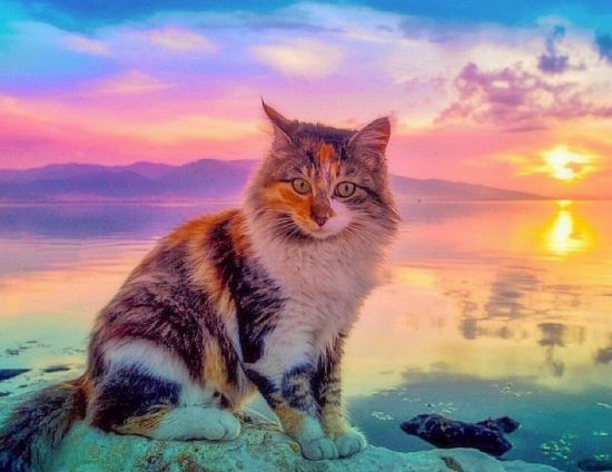 Котик на море (74 фото)