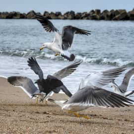 Альбатрос черное море (59 фото)