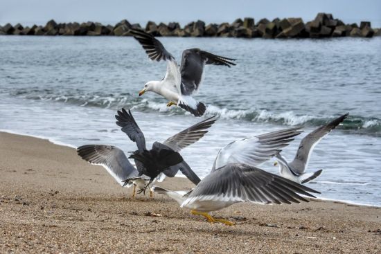 Альбатрос черное море (59 фото)