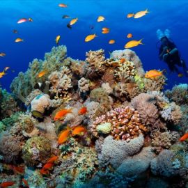 Рифы и кораллы красного моря (69 фото)