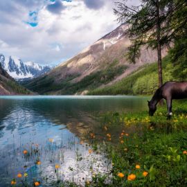 Лошади в горах алтая (74 фото)
