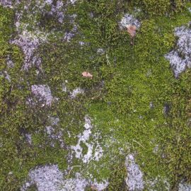 Сублимированный мох (55 фото)