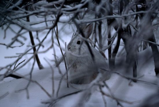 Заяц под кустом (74 фото)