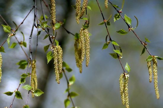 Тополь сережки весной (70 фото)