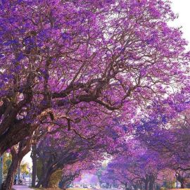Дерево с фиолетовыми цветами (50 фото)