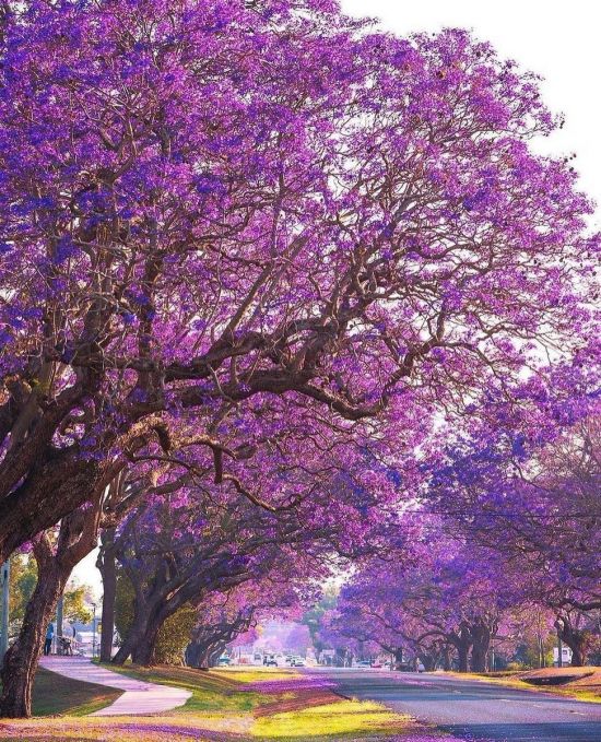 Дерево с фиолетовыми цветами (50 фото)