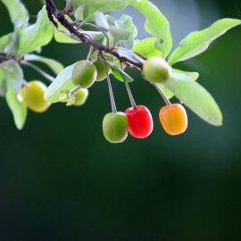 Желтая ягода на дереве (66 фото)