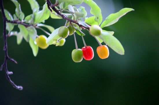 Желтая ягода на дереве (66 фото)