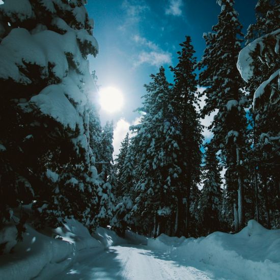 Зимний лес горизонтально (40 фото)