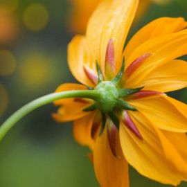 Желто оранжевые цветы (53 фото)