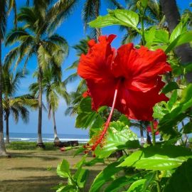 Гавайи цветы (55 фото)