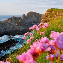 Цветы ирландии (54 фото)