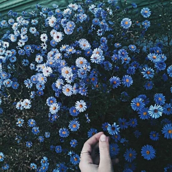 Светло голубые цветы (51 фото)