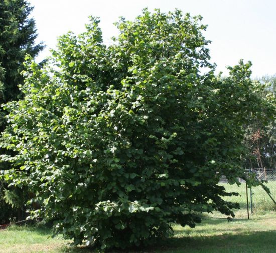 Фундуковое дерево (52 фото)
