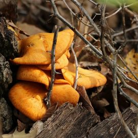 Рыжие грибы на дереве (36 фото)