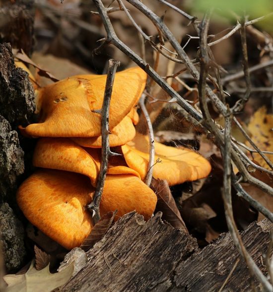 Рыжие грибы на дереве (36 фото)