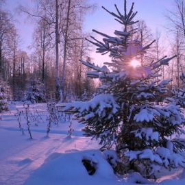 Зимний пейзаж с елками (53 фото)