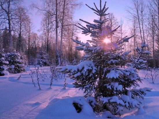 Зимний пейзаж с елками (53 фото)
