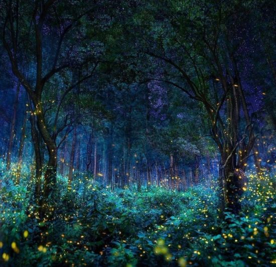Пейзаж ночной лес (52 фото)