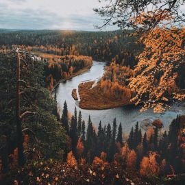 Финский лес (68 фото)
