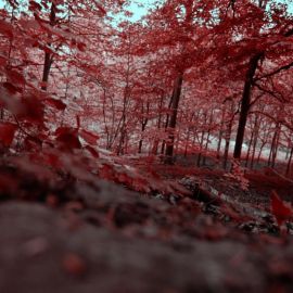 Красивое красное дерево (66 фото)