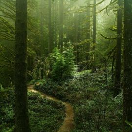 Труднопроходимый лес (66 фото)