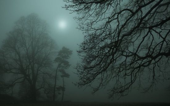 Туманный лес ночью (51 фото)