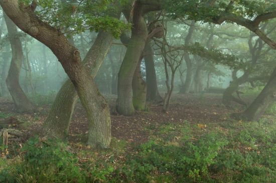 Ноттингемский лес (32 фото)