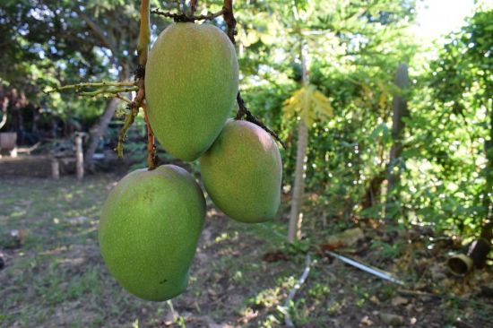 Египетское манго дерево (42 фото)