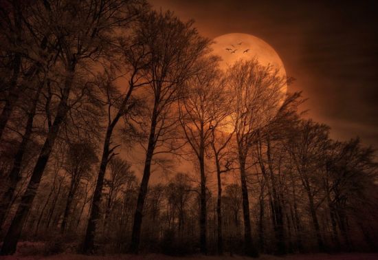 Красная луна в лесу (55 фото)