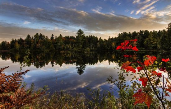 Озеро с красными деревьями (50 фото)