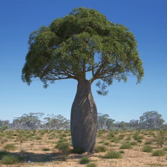 Баобаб бутылочное дерево (50 фото)