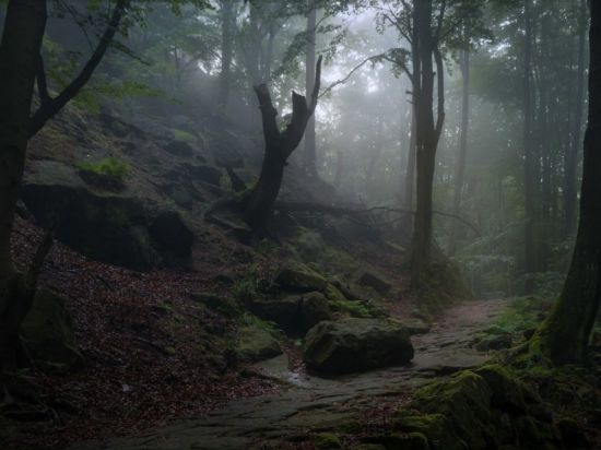 Саксонский лес (46 фото)