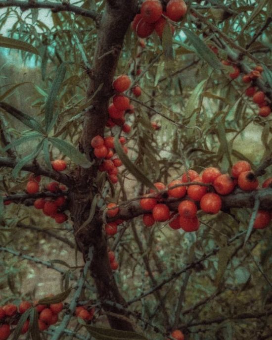 Дерево с красными плодами (40 фото)