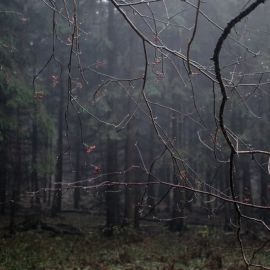 Темный лес осень (43 фото)