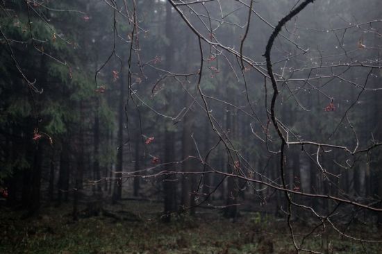 Темный лес осень (43 фото)